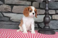 Princess, a female Cavalier King Charles Spaniel for sale in Charm, OH – 5 of 5