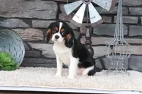 Sterling, a male Cavalier King Charles Spaniel for sale in Charm, OH – 5 of 6