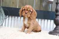 Douglas, a male Cavalier King Charles Spaniel for sale in Charm, OH – 2 of 6