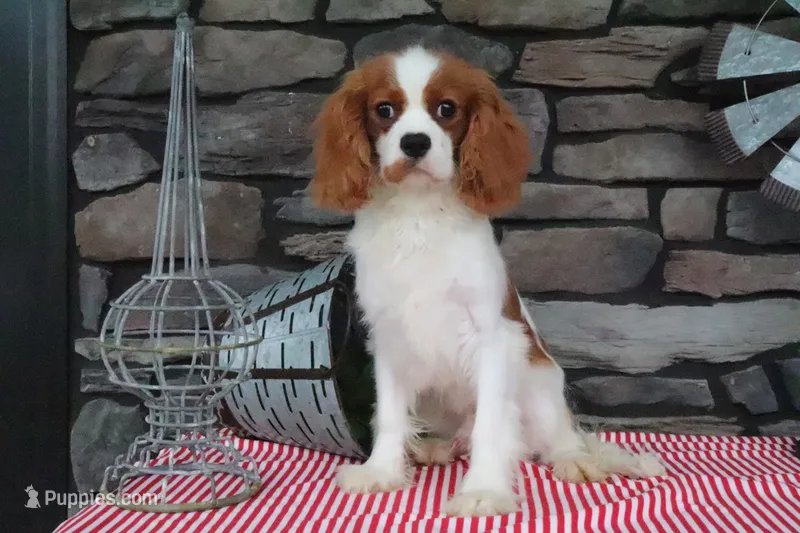 Veto – Cavalier King Charles Spaniel puppy for sale in Charm, OH