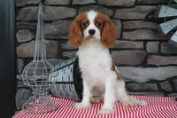 Veto, a male Cavalier King Charles Spaniel for sale in Charm, OH – 1 of 4