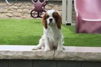 Valentine, a male Cavalier King Charles Spaniel for sale in Charm, OH – 6 of 6