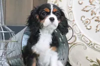 Patsy, a female Cavalier King Charles Spaniel for sale in Charm, OH – 4 of 7