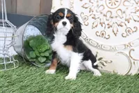 Patsy, a female Cavalier King Charles Spaniel for sale in Charm, OH – 6 of 7