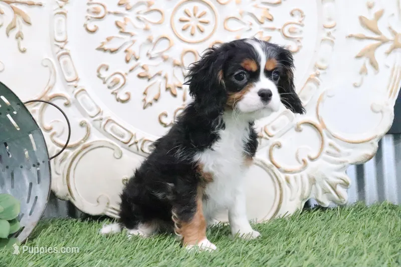 Patsy – Cavalier King Charles Spaniel puppy for sale in Charm, OH
