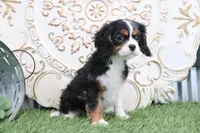 Patsy, a female Cavalier King Charles Spaniel for sale in Charm, OH – Photo 1 of 6