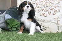 Patsy, a female Cavalier King Charles Spaniel for sale in Charm, OH – 5 of 7