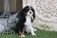 Patsy, a female Cavalier King Charles Spaniel for sale in Charm, OH – 2 of 7