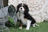 Patsy, a female Cavalier King Charles Spaniel for sale in Charm, OH – Photo 6 of 6