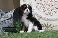 Patsy, a female Cavalier King Charles Spaniel for sale in Charm, OH – Photo 5 of 6