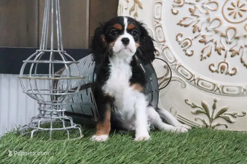 Patsy – Cavalier King Charles Spaniel puppy for sale in Charm, OH