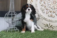 Patsy, a female Cavalier King Charles Spaniel for sale in Charm, OH – 1 of 7