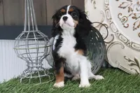Patsy, a female Cavalier King Charles Spaniel for sale in Charm, OH – 7 of 7