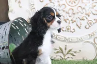 Patsy, a female Cavalier King Charles Spaniel for sale in Charm, OH – 3 of 7