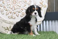 Patsy, a female Cavalier King Charles Spaniel for sale in Charm, OH – Photo 2 of 6