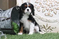 Patsy, a female Cavalier King Charles Spaniel for sale in Charm, OH – Photo 3 of 6