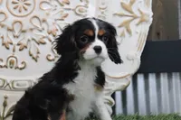 Patsy, a female Cavalier King Charles Spaniel for sale in Charm, OH – Photo 4 of 6