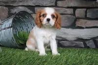 Loyal, a female Cavalier King Charles Spaniel for sale in Charm, OH – 2 of 5