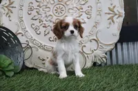 Princess, a female Cavalier King Charles Spaniel for sale in Charm, OH – Photo 2 of 5
