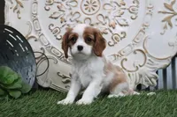 Princess, a female Cavalier King Charles Spaniel for sale in Charm, OH – Photo 4 of 5
