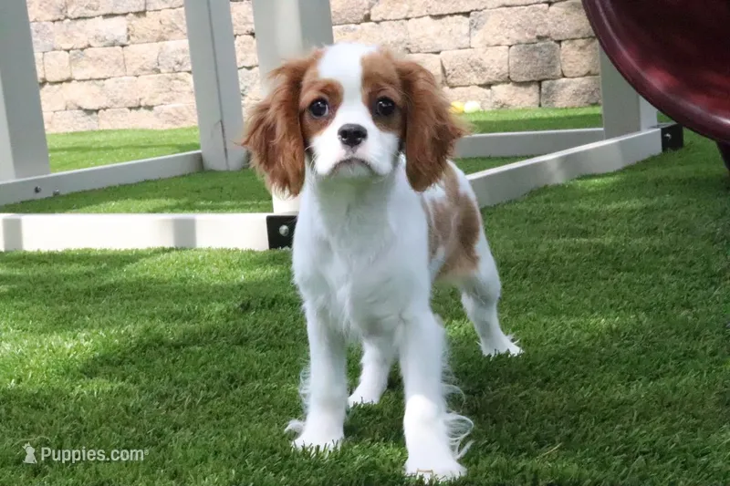 Princess – Cavalier King Charles Spaniel puppy for sale in Charm, OH