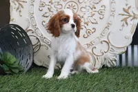 Princess, a female Cavalier King Charles Spaniel for sale in Charm, OH – Photo 5 of 7