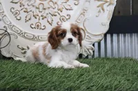 Princess, a female Cavalier King Charles Spaniel for sale in Charm, OH – Photo 3 of 5