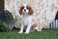 Princess, a female Cavalier King Charles Spaniel for sale in Charm, OH – Photo 6 of 7
