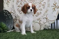 Princess, a female Cavalier King Charles Spaniel for sale in Charm, OH – Photo 4 of 7