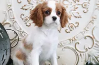 Princess, a female Cavalier King Charles Spaniel for sale in Charm, OH – Photo 3 of 7