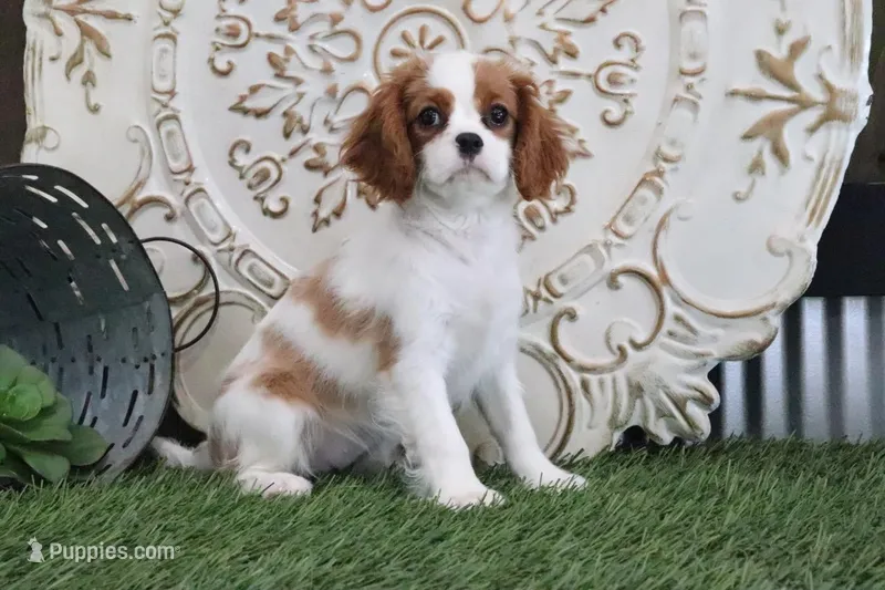 Princess – Cavalier King Charles Spaniel puppy for sale in Charm, OH