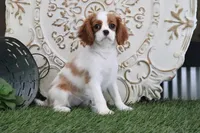 Princess, a female Cavalier King Charles Spaniel for sale in Charm, OH – Photo 1 of 7