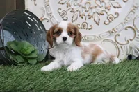 Princess, a female Cavalier King Charles Spaniel for sale in Charm, OH – Photo 5 of 5