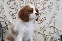 Princess, a female Cavalier King Charles Spaniel for sale in Charm, OH – Photo 2 of 7