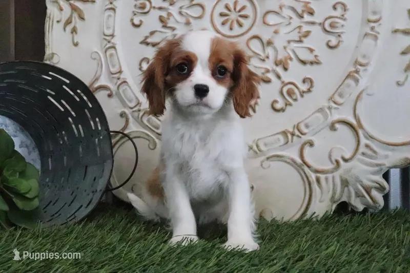 Princess – Cavalier King Charles Spaniel puppy for sale in Charm, OH
