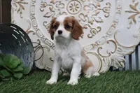 Princess, a female Cavalier King Charles Spaniel for sale in Charm, OH – Photo 1 of 5