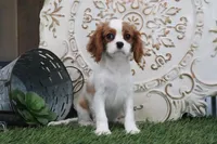 Princess, a female Cavalier King Charles Spaniel for sale in Charm, OH – Photo 7 of 7
