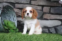 Loyal, a female Cavalier King Charles Spaniel for sale in Charm, OH – 5 of 5