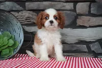 Nora, a female Cavalier King Charles Spaniel for sale in Charm, OH – 1 of 4