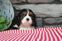 Josefina, a female Cavalier King Charles Spaniel for sale in Charm, OH – 2 of 5