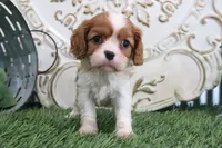Roscoe, a male Cavalier King Charles Spaniel for sale in Charm, OH – 2 of 4