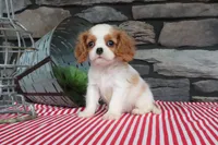 Paisley, a female Cavalier King Charles Spaniel for sale in Charm, OH – 4 of 5