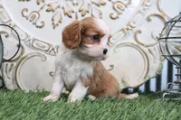 Romeo, a male Cavalier King Charles Spaniel for sale in Charm, OH – 4 of 5