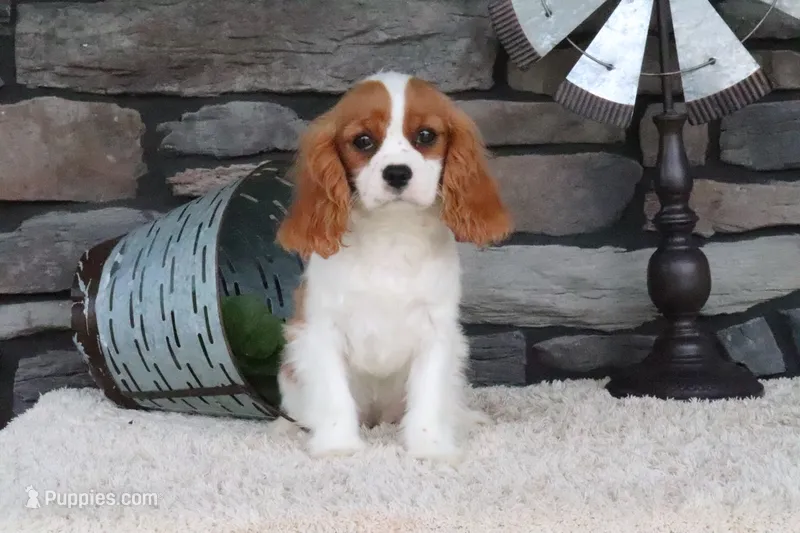 Alice – Cavalier King Charles Spaniel puppy for sale in Charm, OH