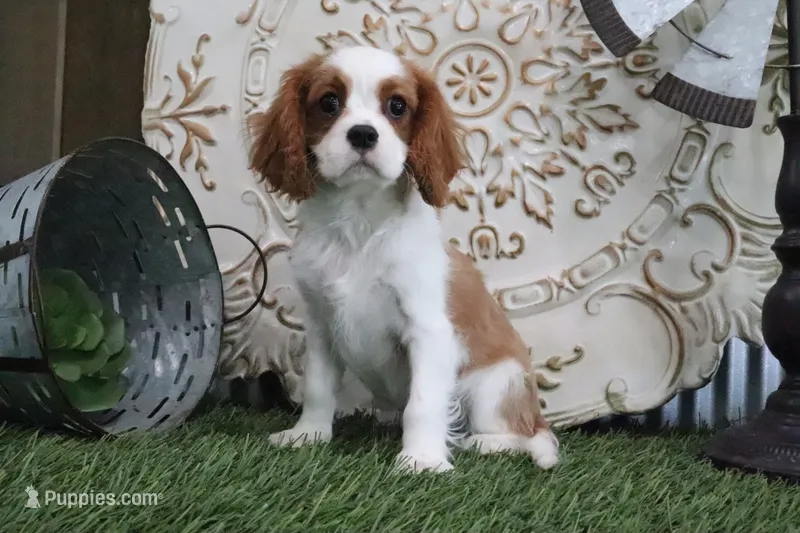 Dewey – Cavalier King Charles Spaniel puppy for sale in Charm, OH