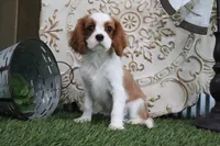 Dewey, a female Cavalier King Charles Spaniel for sale in Charm, OH – 1 of 5