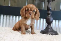 Douglas, a male Cavalier King Charles Spaniel for sale in Charm, OH – 4 of 6