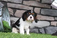 Lucy, a female Cavalier King Charles Spaniel for sale in Charm, OH – 3 of 5