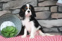 Kermit, a male Cavalier King Charles Spaniel for sale in Charm, OH – 4 of 4