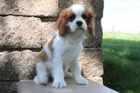 Ace, a male Cavalier King Charles Spaniel for sale in Charm, OH – 4 of 9